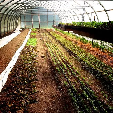 A long greenhouse filled with rows of growing crops.