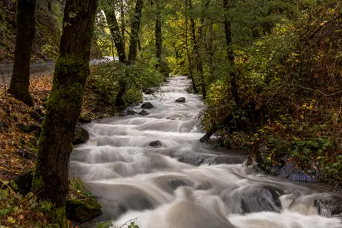 A fast-flowing stream rushes through a dense forest with tall trees.