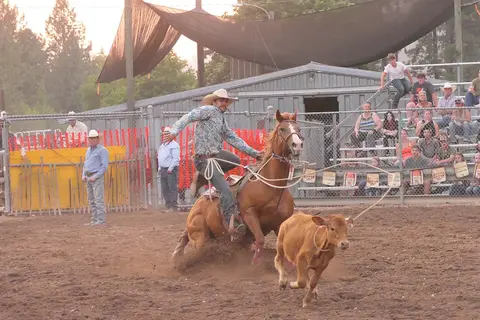 A cowboy on a horse ropes a calf in a rodeo arena.