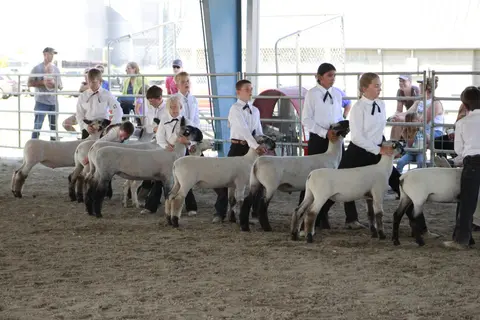 Several young people show sheep in a livestock arena.