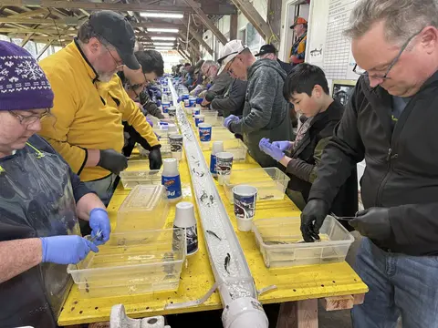People sort fish along a long trough indoors.
