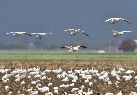 A flock of snow geese flies above a harvested field.