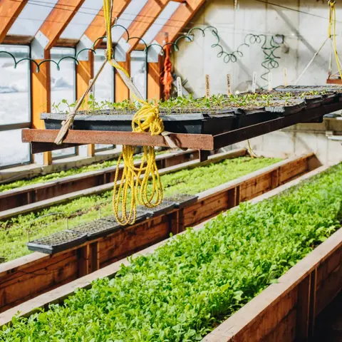 A greenhouse interior featuring wooden planters filled with green seedlings.