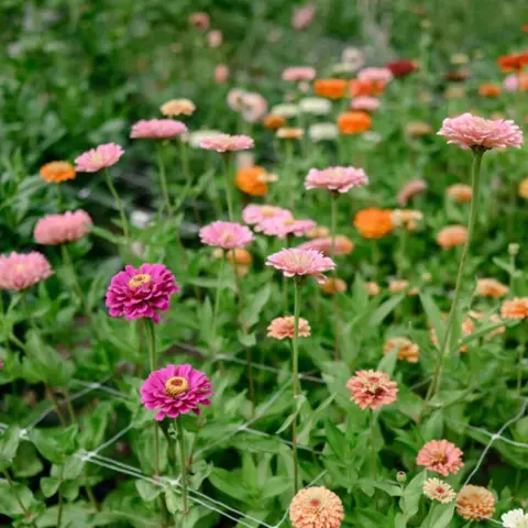 A garden filled with colorful blooming flowers.