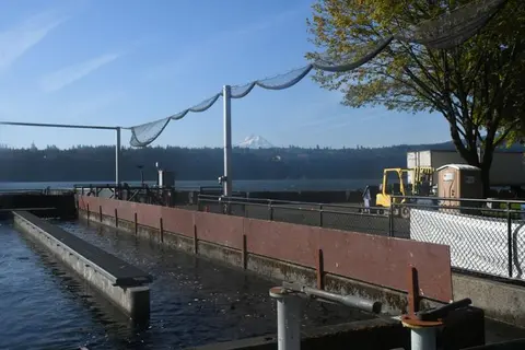 An outdoor fish hatchery raceway by a body of water with a mountain in the distance.