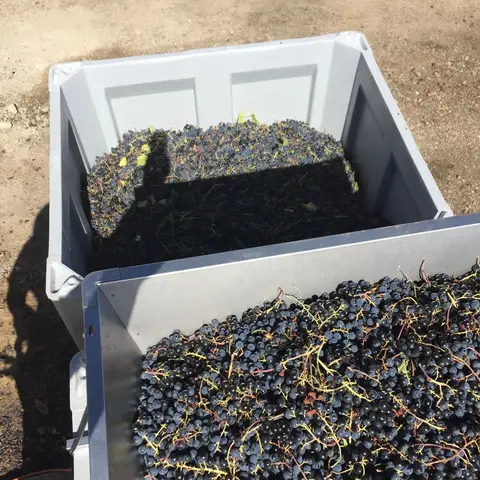 Two large plastic bins filled with freshly harvested dark grapes.