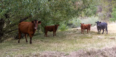 Cattle along Snake River-Mormon Basin Back Country Byway.