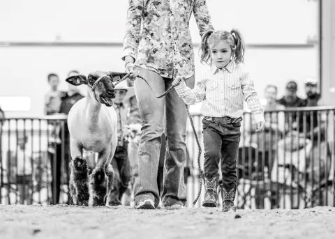 A young girl walking a sheep in a livestock show.