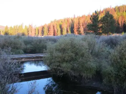 A small wooden footbridge crosses a narrow stream amid brush and trees.