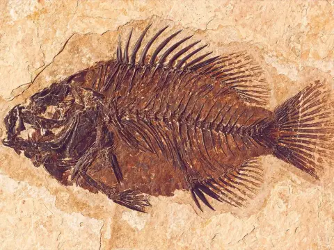 A detailed fossilized fish embedded in rock.