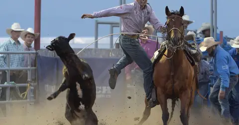 A cowboy ropes a calf from horseback at a rodeo.