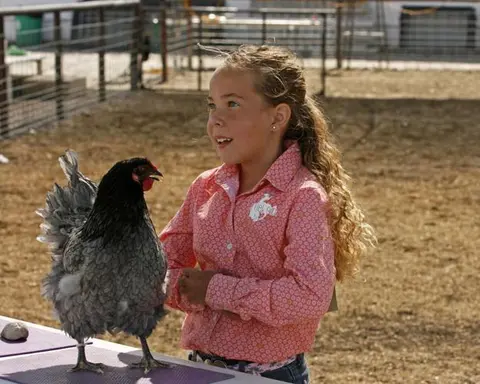 A young girl looks at a chicken on a table outdoors.