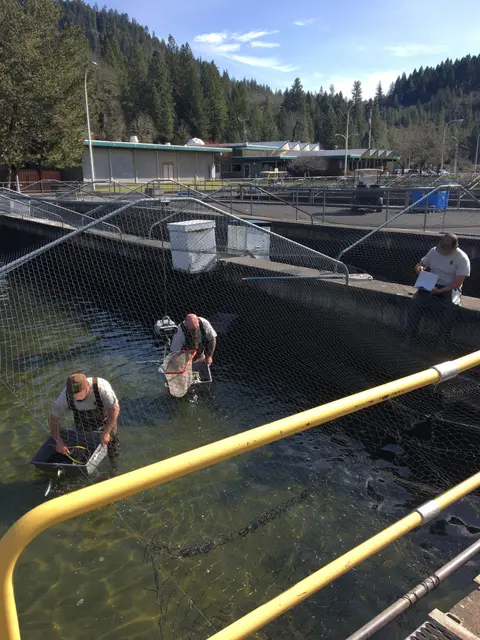 People working with nets in outdoor fish tanks at a hatchery.