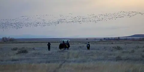 People watch a large flock of birds flying over a field at dusk.