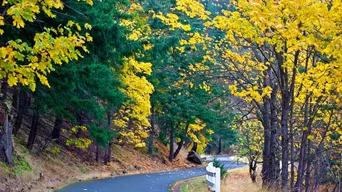 A winding paved road runs through a forest with yellow autumn leaves and green pine trees.