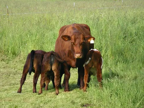 A cow stands in a grassy field with three calves.