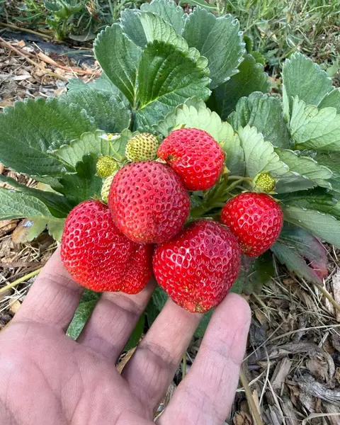 A hand holds ripe strawberries growing on a plant.