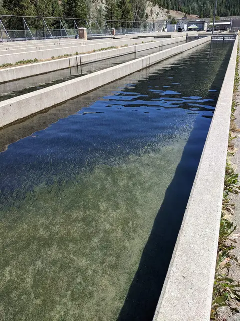 An outdoor fish hatchery raceway filled with water and many small fish.