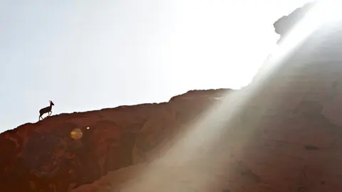 An ibex stands on a rocky ridge as sunlight beams down.