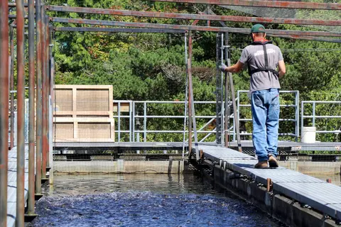 A person feeding fish in an outdoor hatchery raceway.