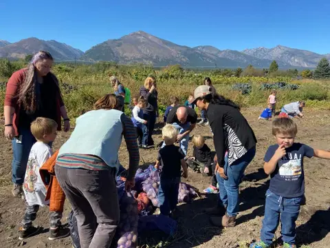 People harvesting produce in a field with mountains in the background.