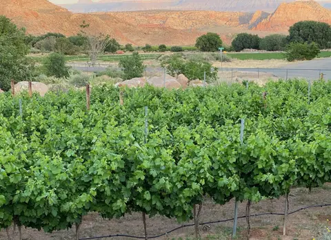 A vineyard with green vines in the foreground and mountains in the background.