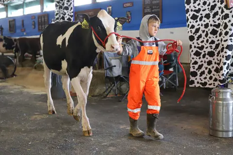 A young boy leads a cow on a leash inside a barn.