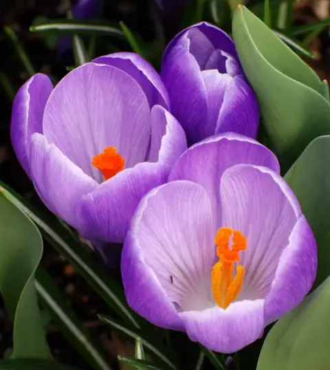 A close-up shot of purple crocus flowers blooming in a garden.