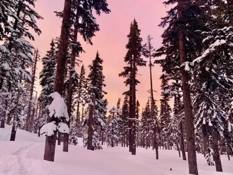 A snowy forest under a pink sunset sky.