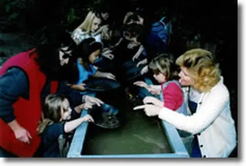 People panning for gold in a trough.