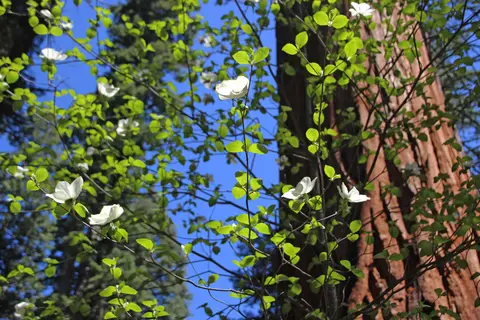 White dogwood blossoms and green leaves on tree branches against a blue sky.