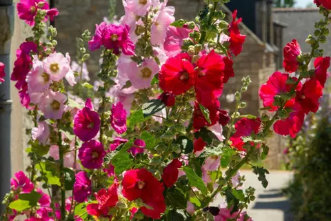 A close-up of vibrant pink and red hollyhock flowers blooming in a garden.