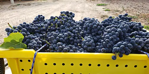 A yellow crate filled with freshly harvested dark grapes outdoors.