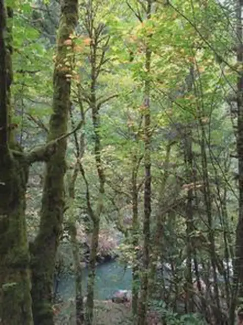 A view through a dense forest of mossy trees towards a river.