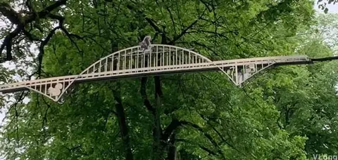 A small footbridge structure installed in the trees.