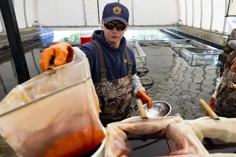A person working at a fish hatchery.