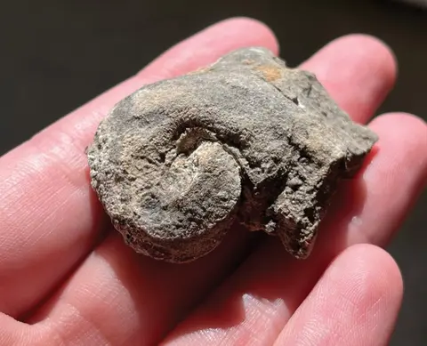 A hand holding a fossil.