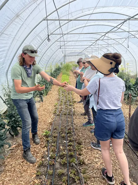 A farmer shows plants to visitors inside a hoop house.