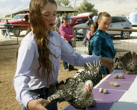 A young girl holds a chicken at a fair or outdoor event.