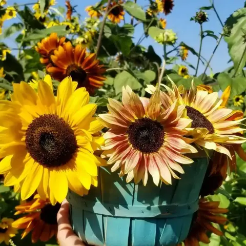 A hand holds a blue basket filled with sunflowers against a field of sunflowers.