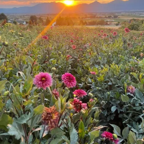 A field of blooming pink flowers at sunset with mountains in the background.