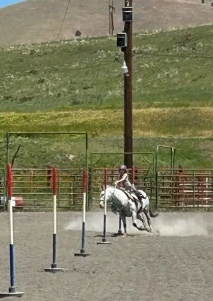 A person rides a white horse weaving through poles in an arena.