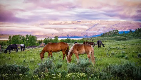 Horses grazing in a grassy field with mountains and a cloudy sky in the background.