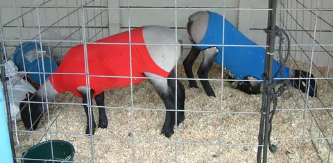 Two sheep wearing blankets inside a fenced pen with wood shavings on the floor.