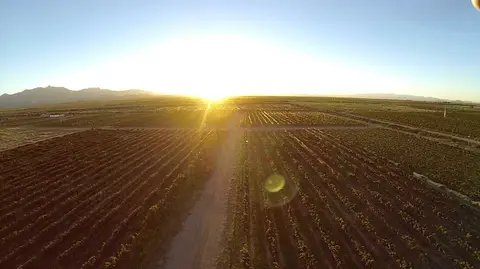 An aerial view of a vineyard at sunset with mountains in the background.