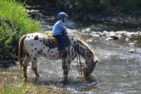 A child wearing a helmet rides a spotted horse drinking from a stream.