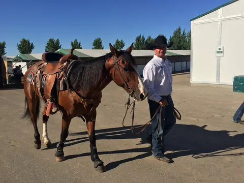 Competitor and horse, Snake River Stampede.