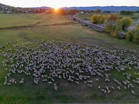 An aerial view shows a large herd of sheep grazing in a green field during sunset.