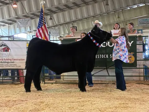 A young person shows a black cow in an indoor arena.