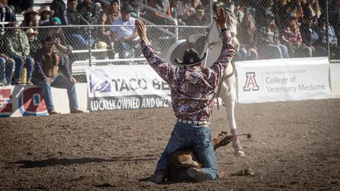 A cowboy celebrates after wrestling a calf in an arena.